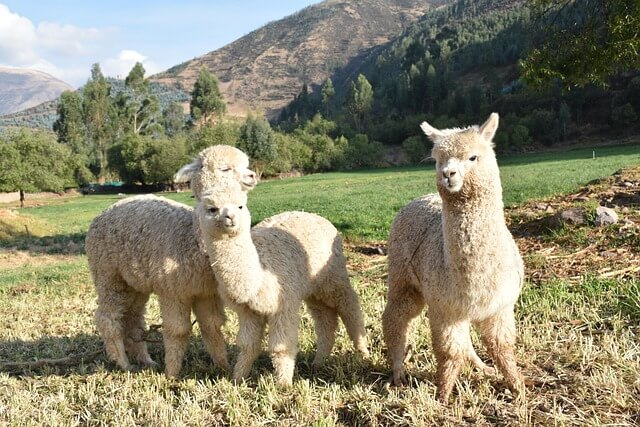 Andean Alpaca